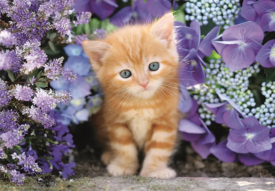 Puzzle 500 Piezas | Gato Pelirrojo 2