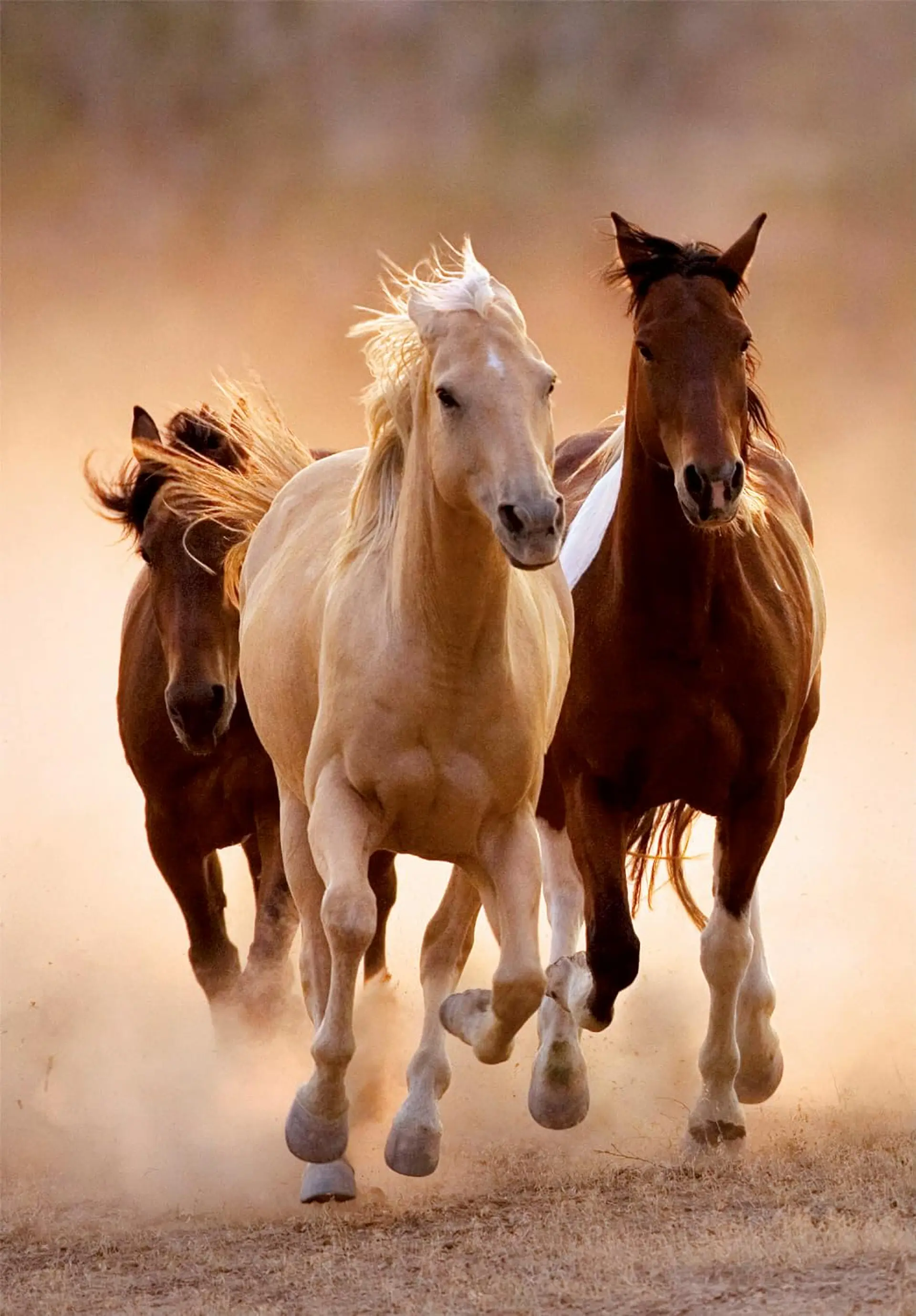Puzzle 1000 Piezas | Caballos Corriendo 2