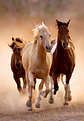 Puzzle 1000 Piezas | Caballos Corriendo - Miniatura 2