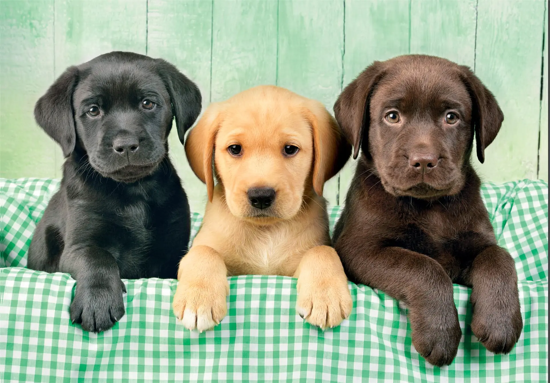 Puzzle 1000 Piezas | Tres Labradores 2