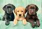 Puzzle 1000 Piezas | Tres Labradores - Miniatura 2