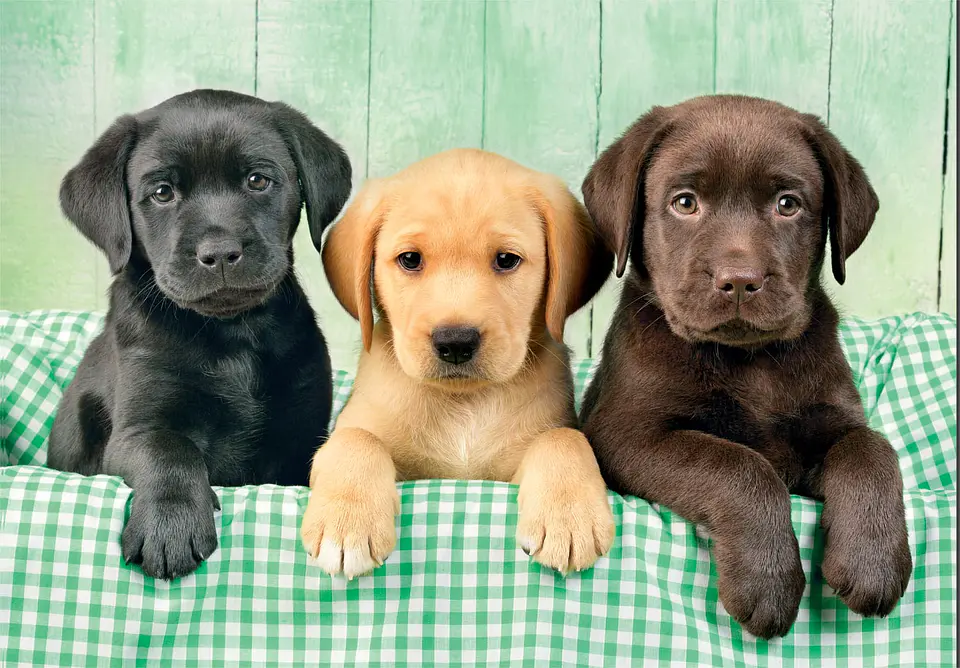 Puzzle 1000 Piezas | Tres Labradores 2
