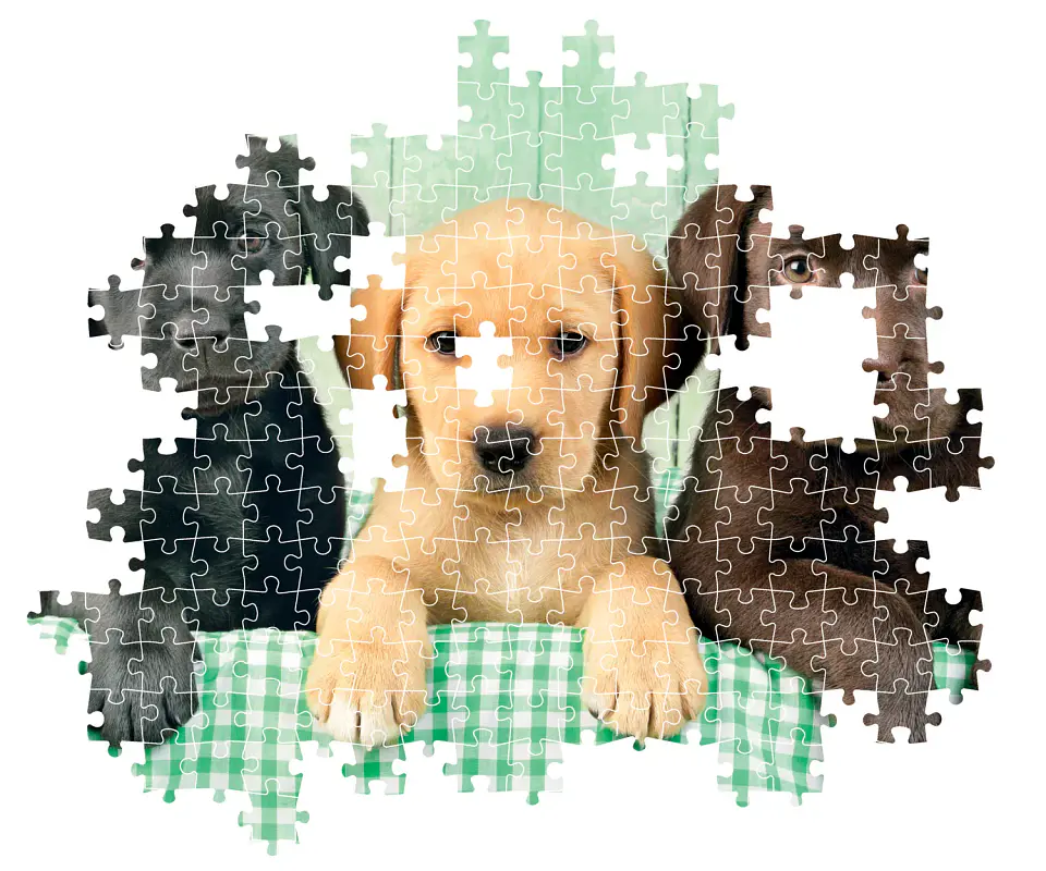 Puzzle 1000 Piezas | Tres Labradores 4