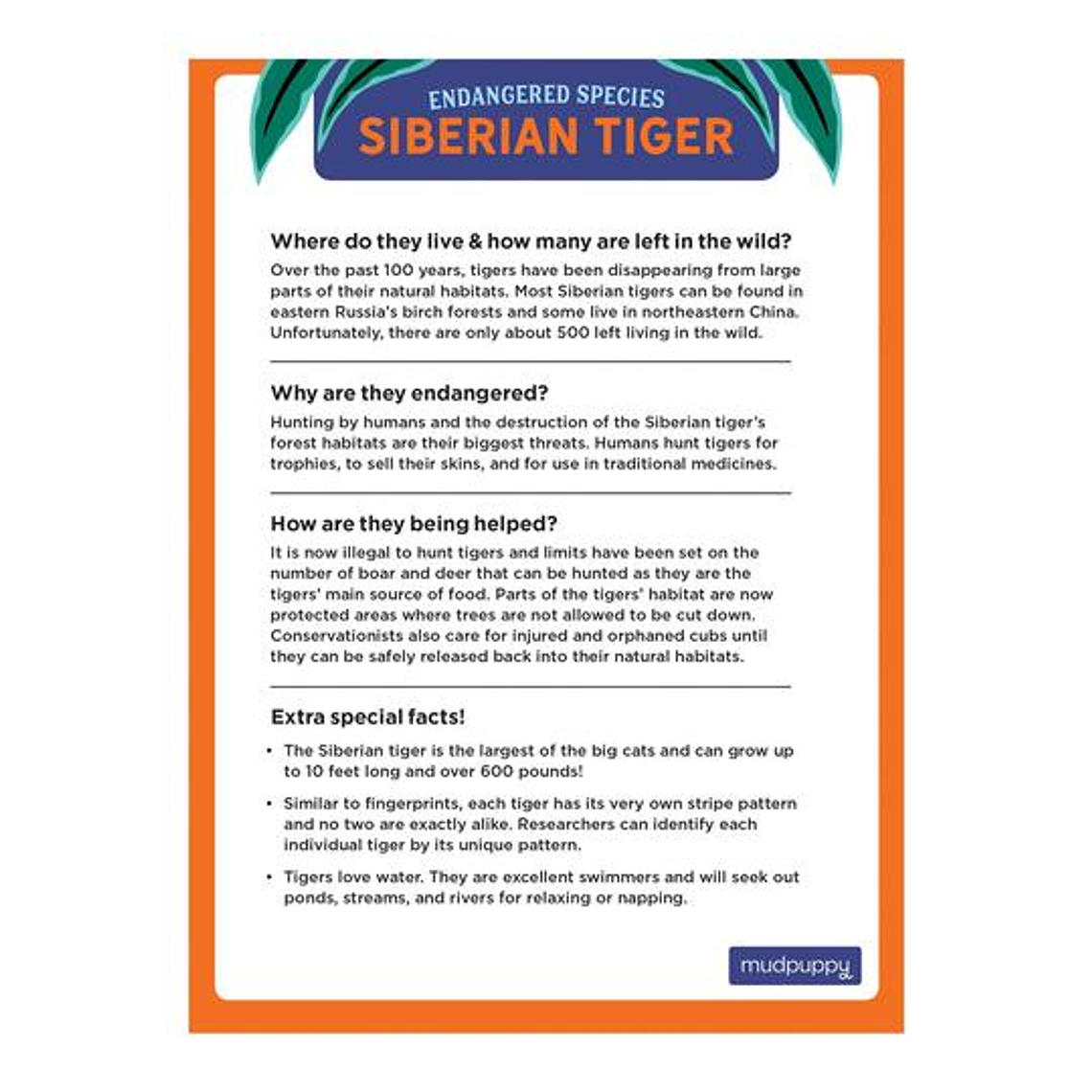 PUZZLE 300PCS, TIGRE SIBERIANO, PELIGRO DE EXTINCIÓN 4