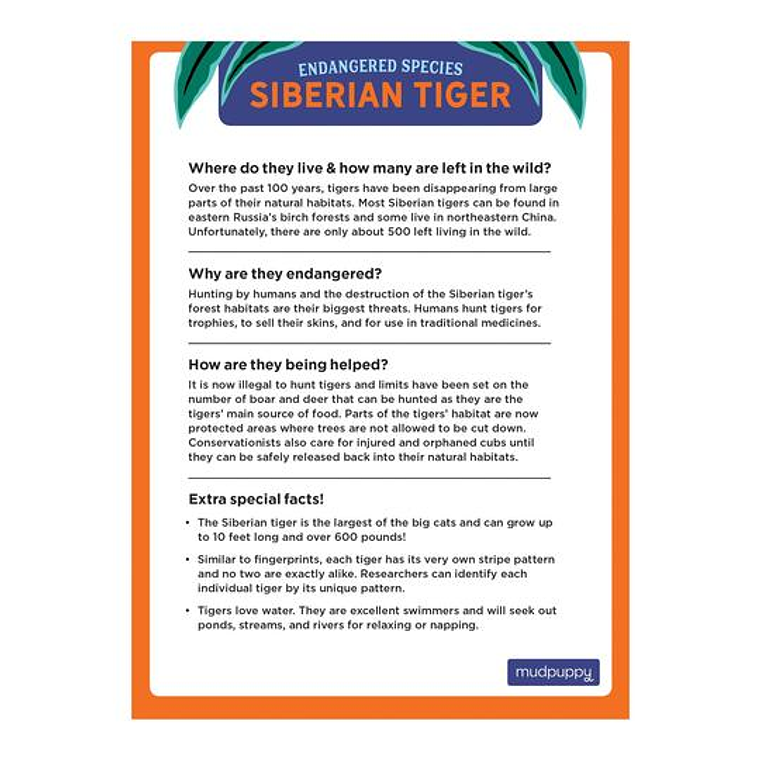 PUZZLE 300PCS, TIGRE SIBERIANO, PELIGRO DE EXTINCIÓN 4