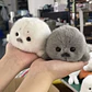 Soft Grey Seal Plush Keychain White Seal Plushies Animal Pendant Fashion Stuffed Doll Keyring Car Key Accessories Car Ornaments - Thumbnail 2