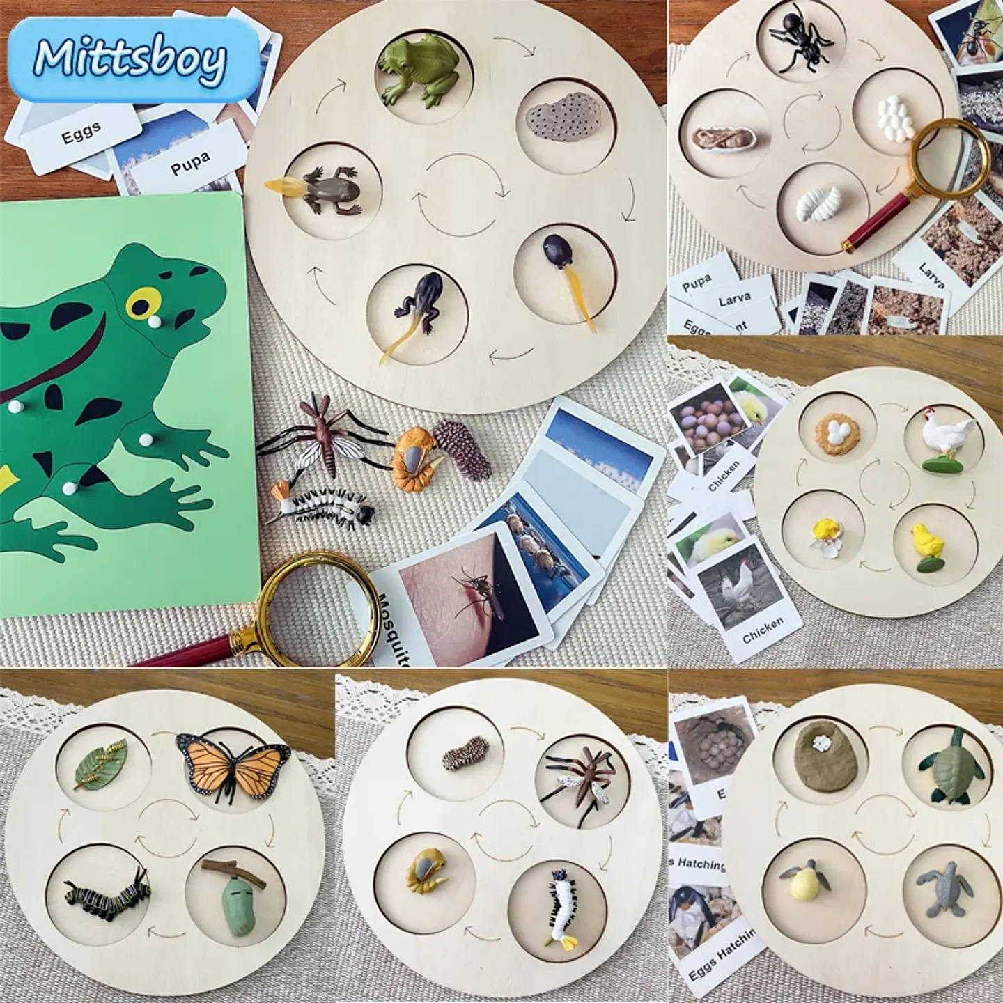 Montessori life cycle le cycle de vie English Placa De Video Frog Butterfly Seeds Cyclus Bij Ant teaching aids Educationals Toys 1