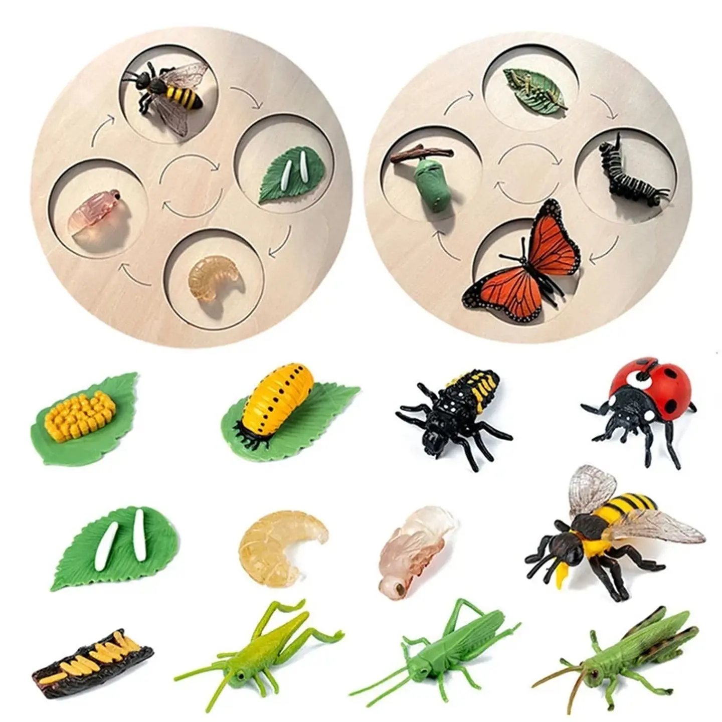 Montessori life cycle le cycle de vie English Placa De Video Frog Butterfly Seeds Cyclus Bij Ant teaching aids Educationals Toys 2
