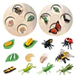 Montessori life cycle le cycle de vie English Placa De Video Frog Butterfly Seeds Cyclus Bij Ant teaching aids Educationals Toys - Thumbnail 2