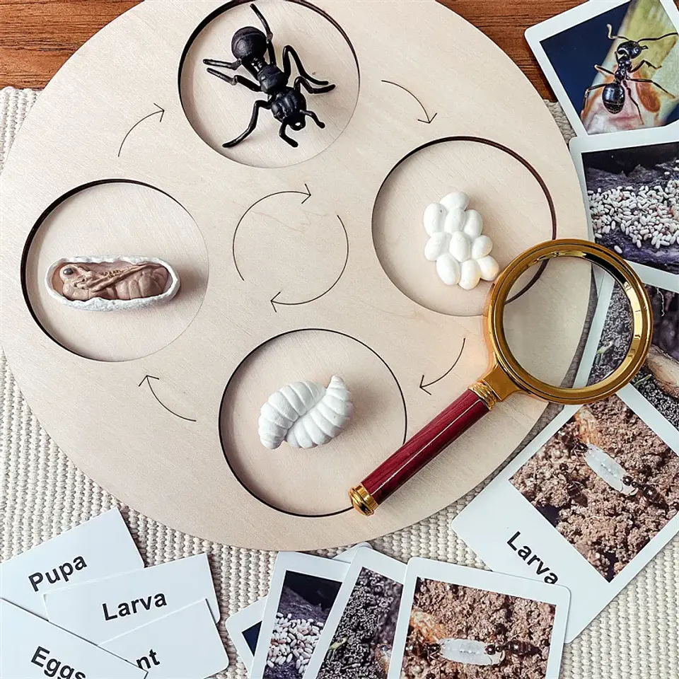 Montessori life cycle le cycle de vie English Placa De Video Frog Butterfly Seeds Cyclus Bij Ant teaching aids Educationals Toys 3