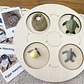 Montessori life cycle le cycle de vie English Placa De Video Frog Butterfly Seeds Cyclus Bij Ant teaching aids Educationals Toys - Thumbnail 4
