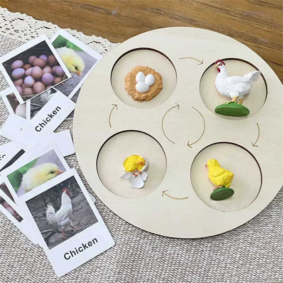 Montessori life cycle le cycle de vie English Placa De Video Frog Butterfly Seeds Cyclus Bij Ant teaching aids Educationals Toys 5