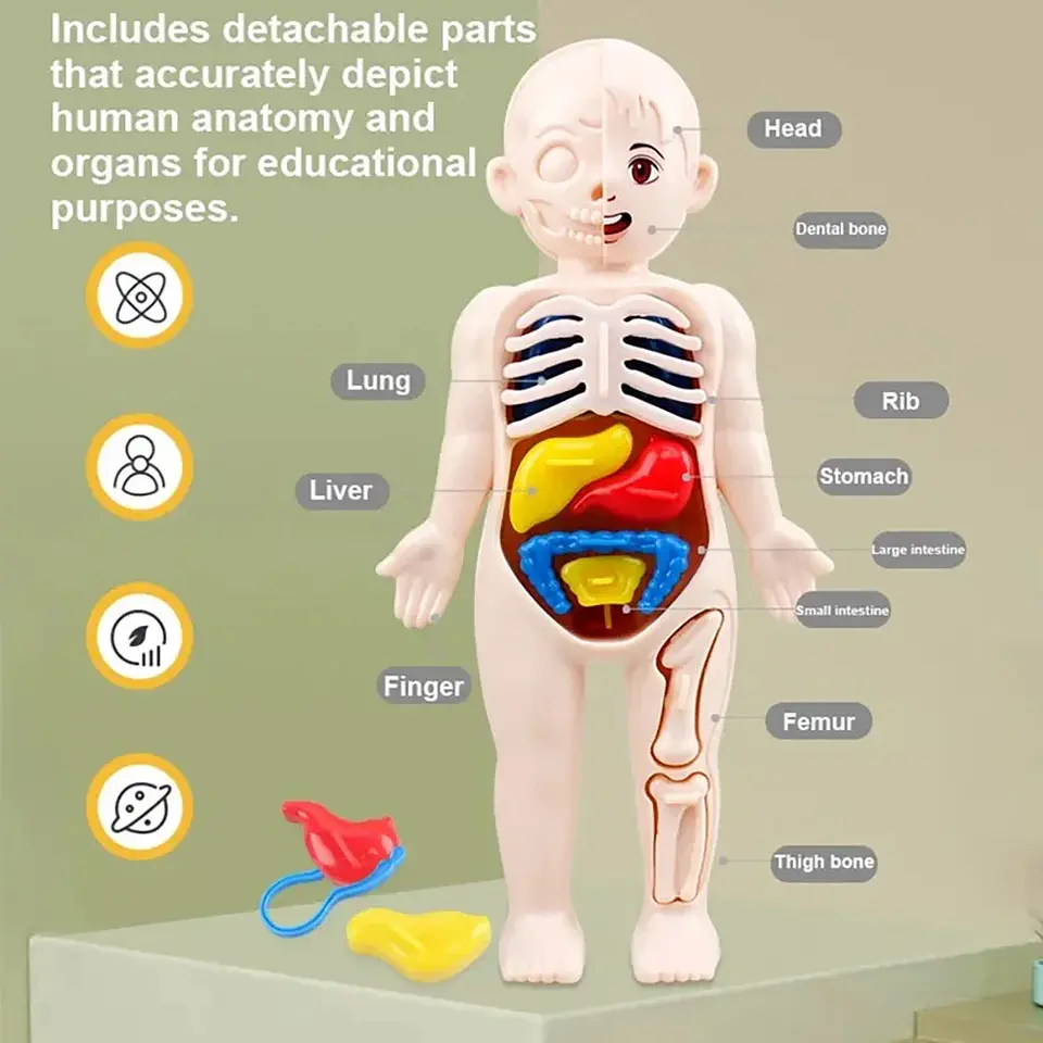 Montessori Toys Children Science Education Human Body Organ Anatomy Model DIY Assembled Medical Toys Teaching Tools Child Kids 1