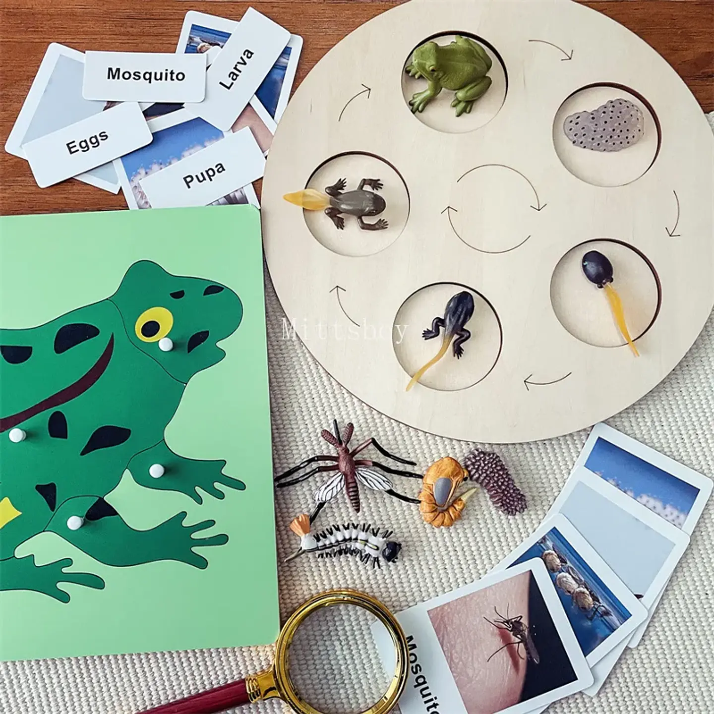 Montessori life cycle le cycle de vie English Placa De Video Frog Butterfly Seeds Cyclus Bij Ant teaching aids Educationals Toys 9