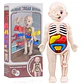 Montessori Toys Children Science Education Human Body Organ Anatomy Model DIY Assembled Medical Toys Teaching Tools Child Kids - Thumbnail 2