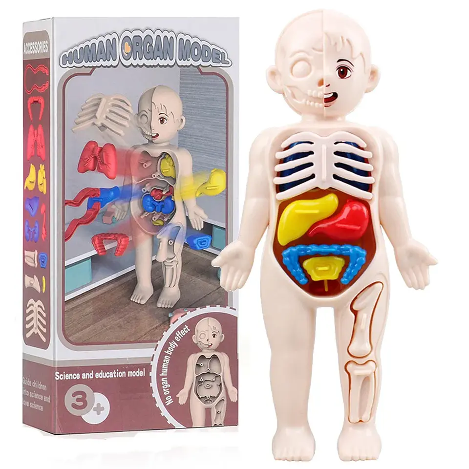 Montessori Toys Children Science Education Human Body Organ Anatomy Model DIY Assembled Medical Toys Teaching Tools Child Kids 2