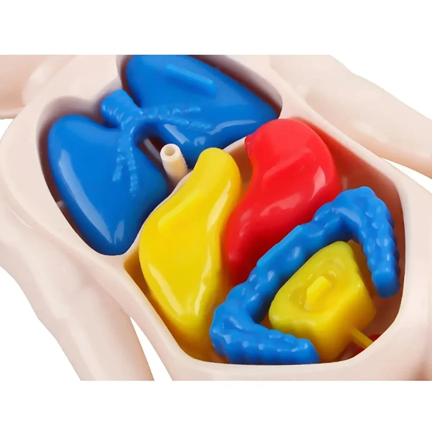 Montessori Toys Children Science Education Human Body Organ Anatomy Model DIY Assembled Medical Toys Teaching Tools Child Kids 3