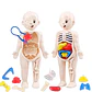 Montessori Toys Children Science Education Human Body Organ Anatomy Model DIY Assembled Medical Toys Teaching Tools Child Kids - Thumbnail 4