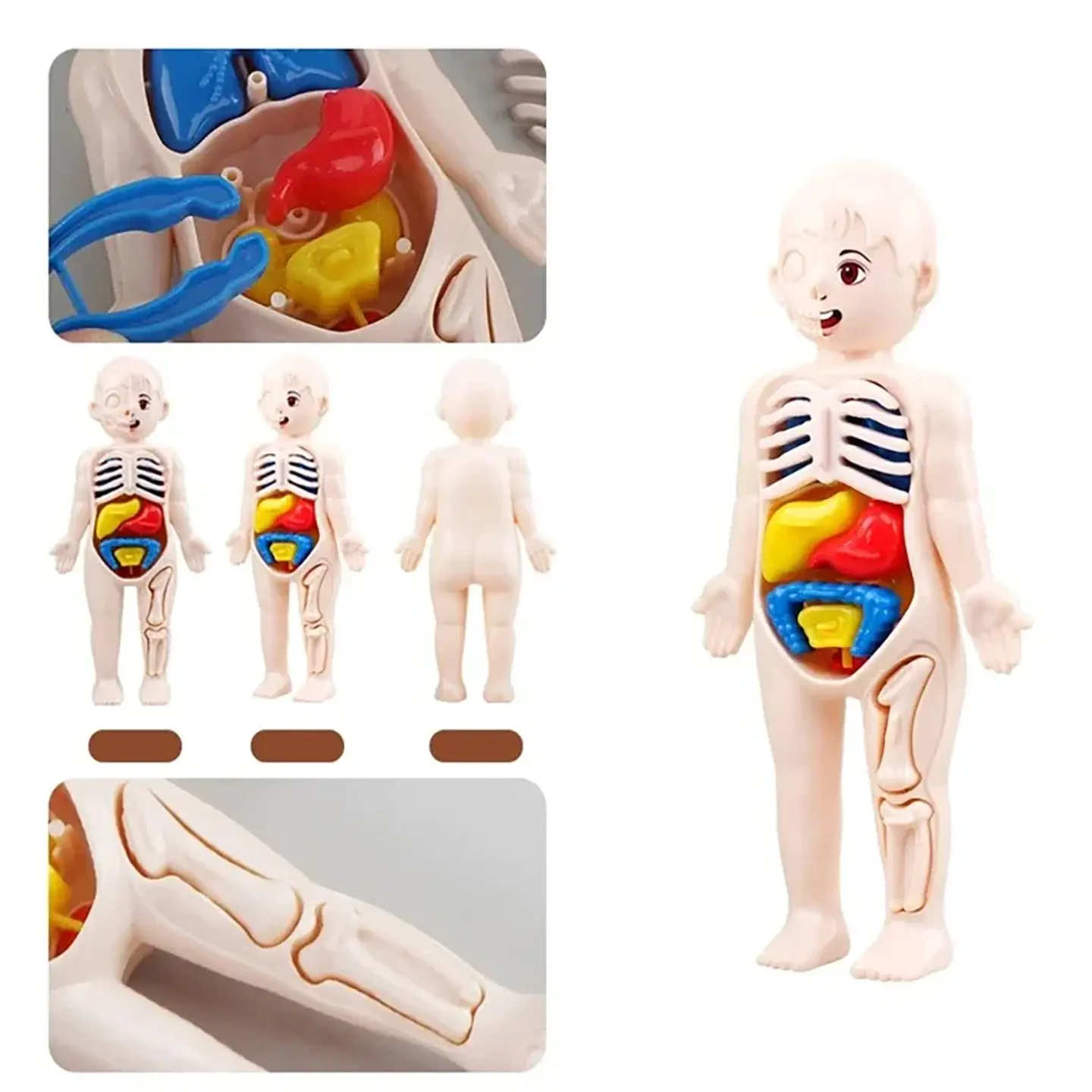 Montessori Toys Children Science Education Human Body Organ Anatomy Model DIY Assembled Medical Toys Teaching Tools Child Kids 5