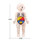 Montessori Toys Children Science Education Human Body Organ Anatomy Model DIY Assembled Medical Toys Teaching Tools Child Kids - Thumbnail 6