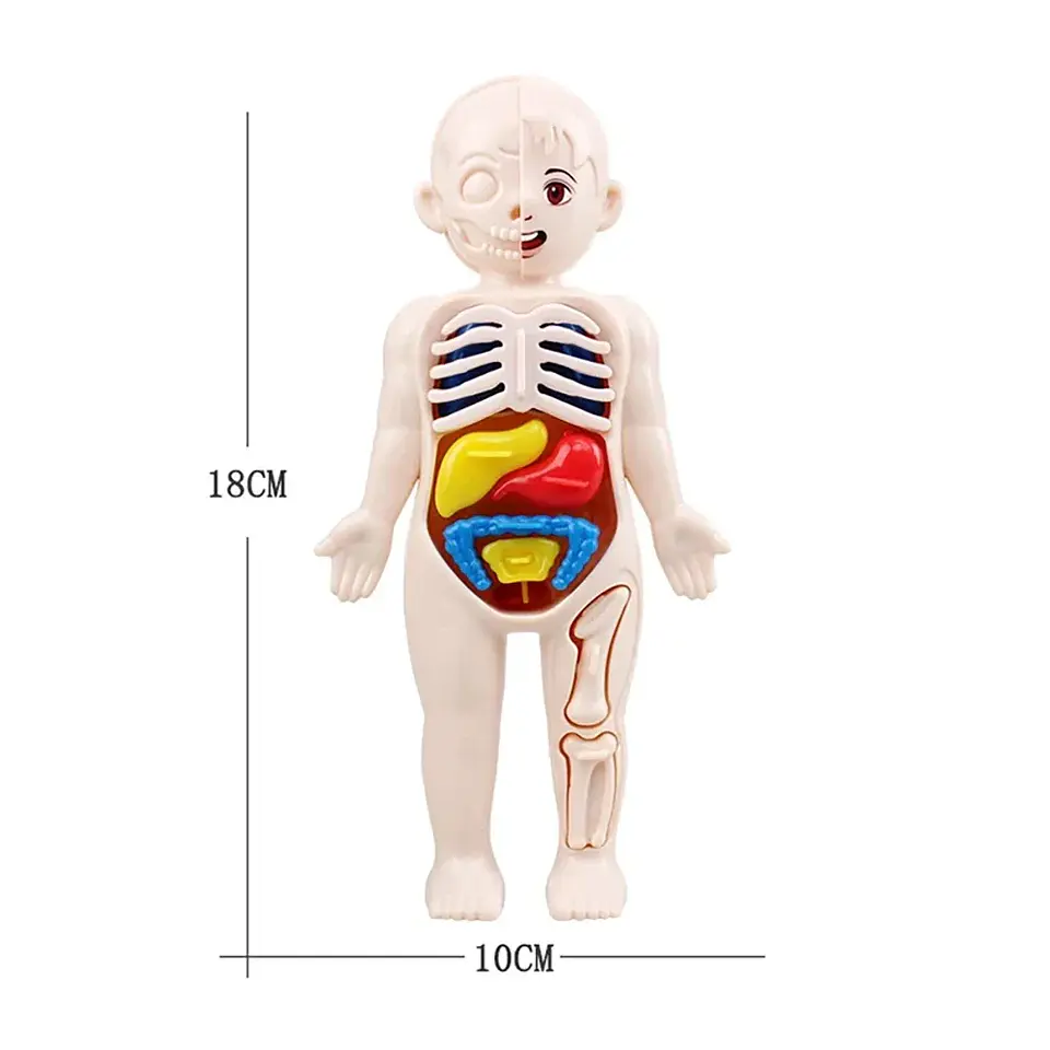 Montessori Toys Children Science Education Human Body Organ Anatomy Model DIY Assembled Medical Toys Teaching Tools Child Kids 6