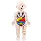 Montessori Toys Children Science Education Human Body Organ Anatomy Model DIY Assembled Medical Toys Teaching Tools Child Kids - Thumbnail 7