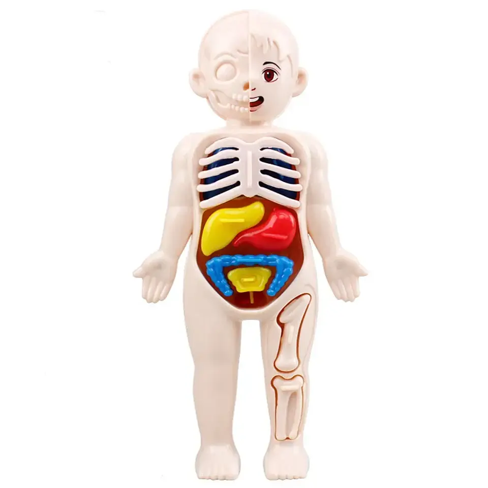 Montessori Toys Children Science Education Human Body Organ Anatomy Model DIY Assembled Medical Toys Teaching Tools Child Kids 7
