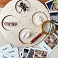 Montessori life cycle le cycle de vie English Placa De Video Frog Butterfly Seeds Cyclus Bij Ant teaching aids Educationals Toys - Thumbnail 10