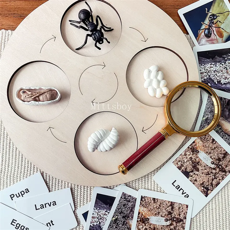 Montessori life cycle le cycle de vie English Placa De Video Frog Butterfly Seeds Cyclus Bij Ant teaching aids Educationals Toys 10