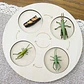 Montessori life cycle le cycle de vie English Placa De Video Frog Butterfly Seeds Cyclus Bij Ant teaching aids Educationals Toys - Thumbnail 15