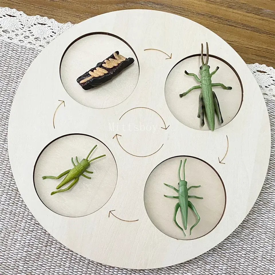 Montessori life cycle le cycle de vie English Placa De Video Frog Butterfly Seeds Cyclus Bij Ant teaching aids Educationals Toys 15