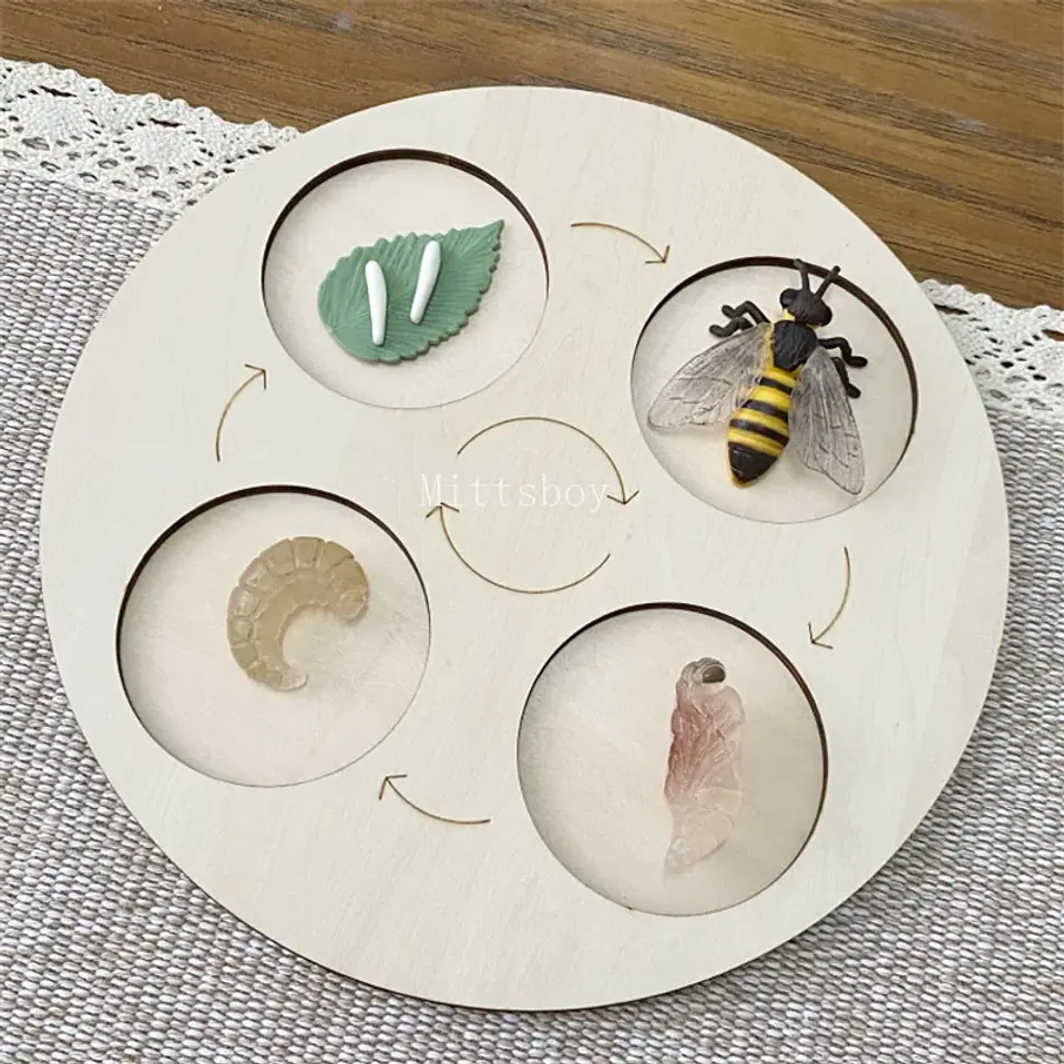 Montessori life cycle le cycle de vie English Placa De Video Frog Butterfly Seeds Cyclus Bij Ant teaching aids Educationals Toys 16