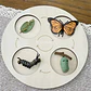 Montessori life cycle le cycle de vie English Placa De Video Frog Butterfly Seeds Cyclus Bij Ant teaching aids Educationals Toys - Thumbnail 17