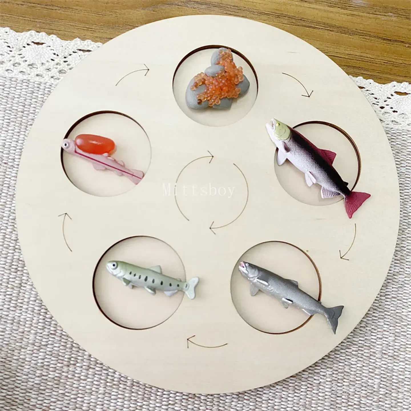 Montessori life cycle le cycle de vie English Placa De Video Frog Butterfly Seeds Cyclus Bij Ant teaching aids Educationals Toys 19