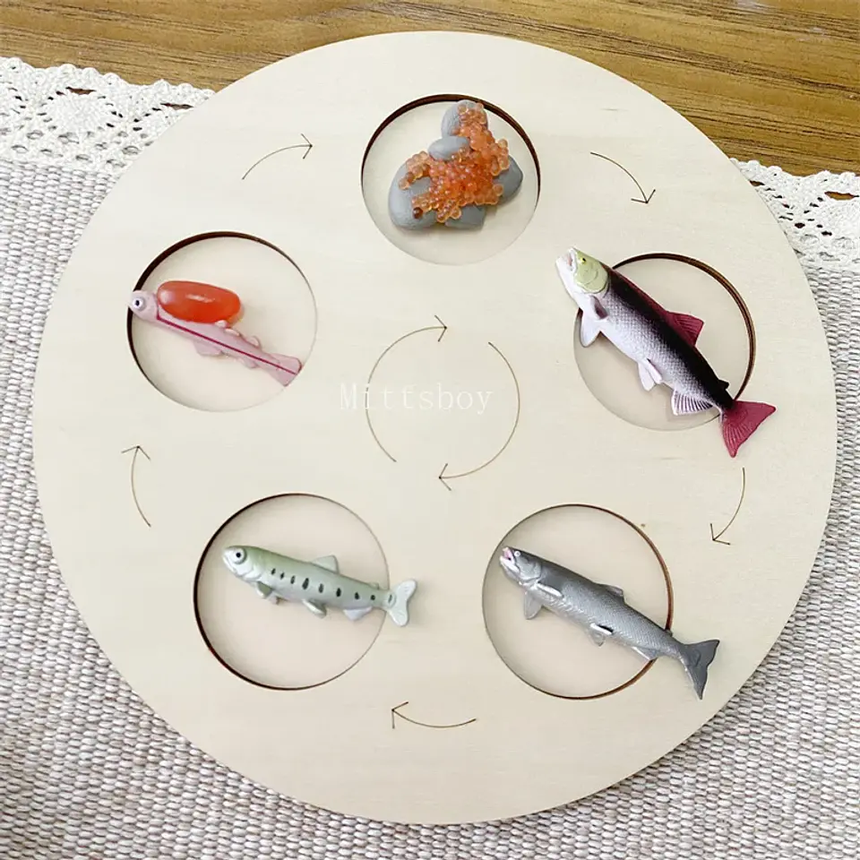 Montessori life cycle le cycle de vie English Placa De Video Frog Butterfly Seeds Cyclus Bij Ant teaching aids Educationals Toys 19