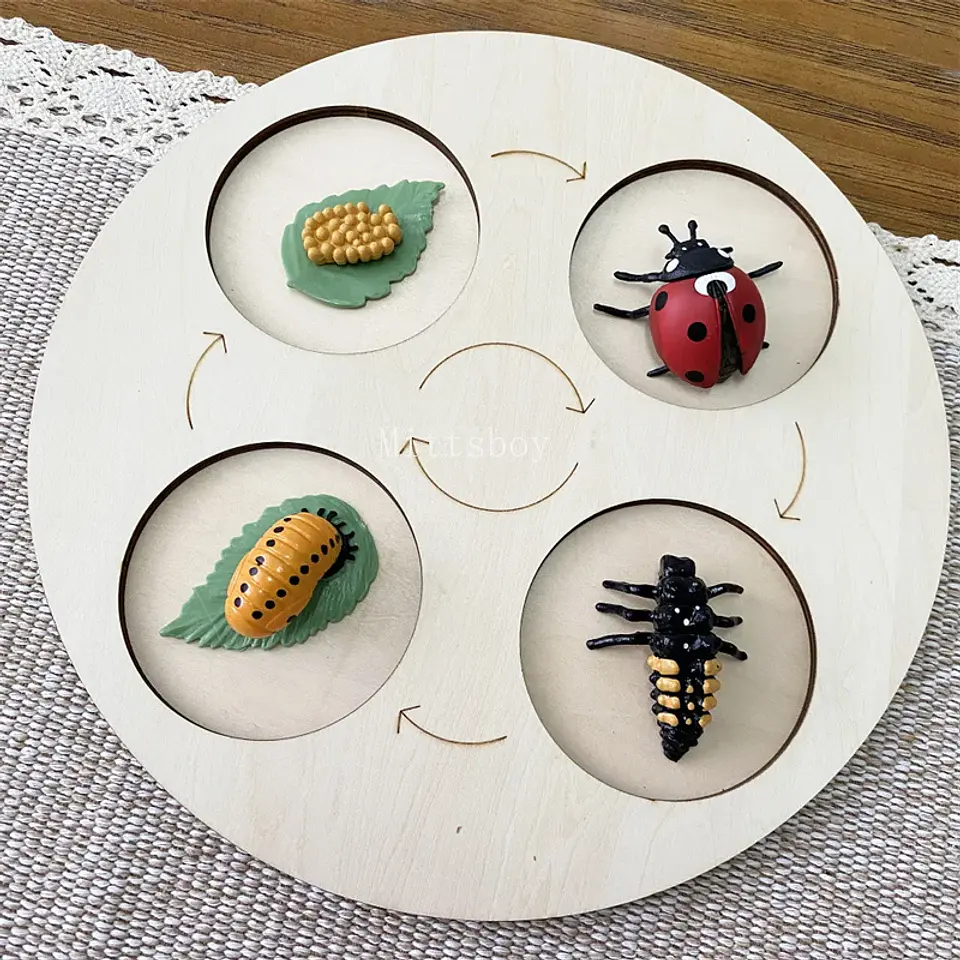 Montessori life cycle le cycle de vie English Placa De Video Frog Butterfly Seeds Cyclus Bij Ant teaching aids Educationals Toys 21