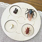 Montessori life cycle le cycle de vie English Placa De Video Frog Butterfly Seeds Cyclus Bij Ant teaching aids Educationals Toys - Thumbnail 22