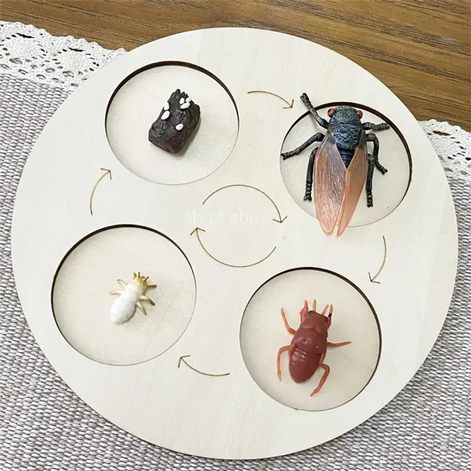 Montessori life cycle le cycle de vie English Placa De Video Frog Butterfly Seeds Cyclus Bij Ant teaching aids Educationals Toys 22