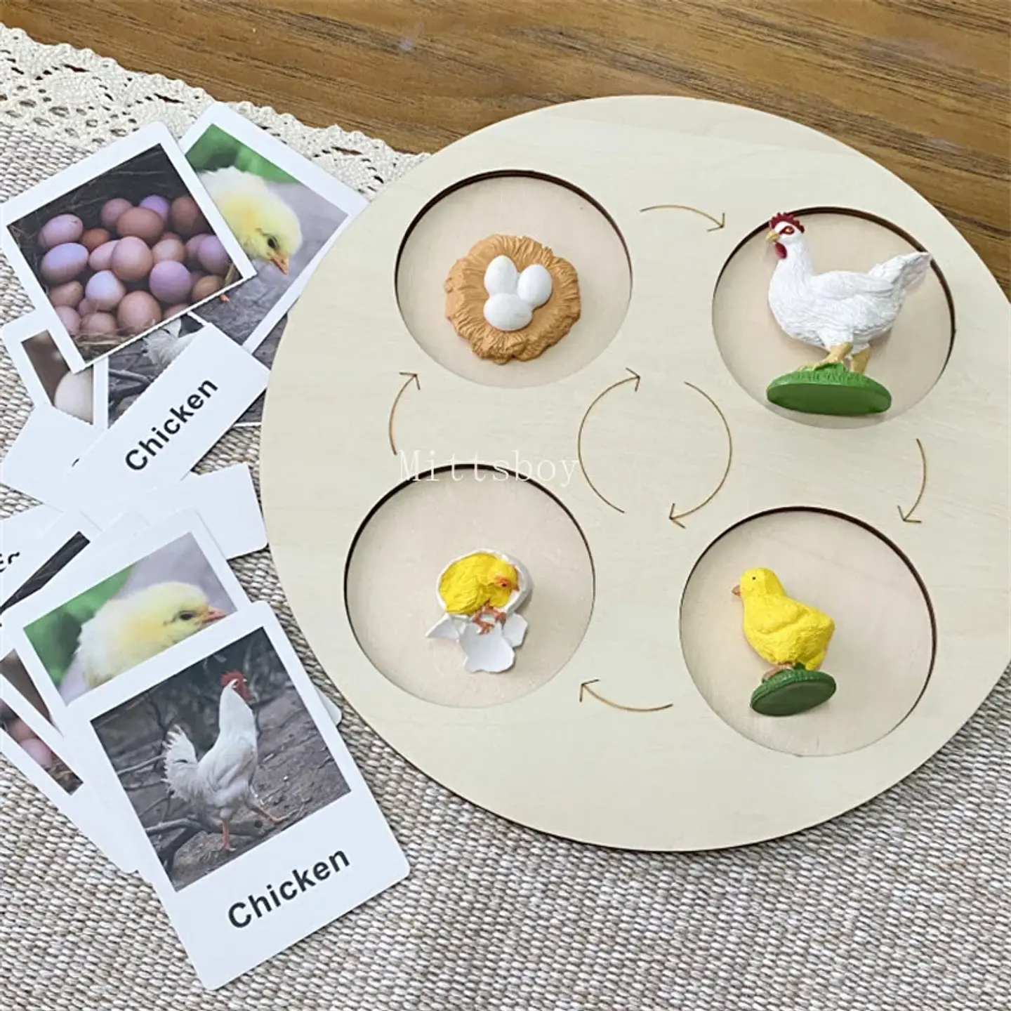 Montessori life cycle le cycle de vie English Placa De Video Frog Butterfly Seeds Cyclus Bij Ant teaching aids Educationals Toys 23