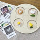 Montessori life cycle le cycle de vie English Placa De Video Frog Butterfly Seeds Cyclus Bij Ant teaching aids Educationals Toys - Thumbnail 23