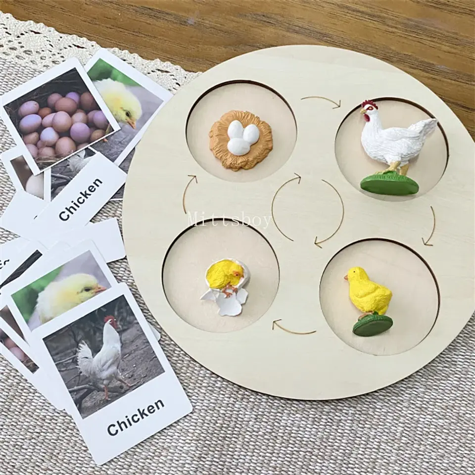 Montessori life cycle le cycle de vie English Placa De Video Frog Butterfly Seeds Cyclus Bij Ant teaching aids Educationals Toys 23