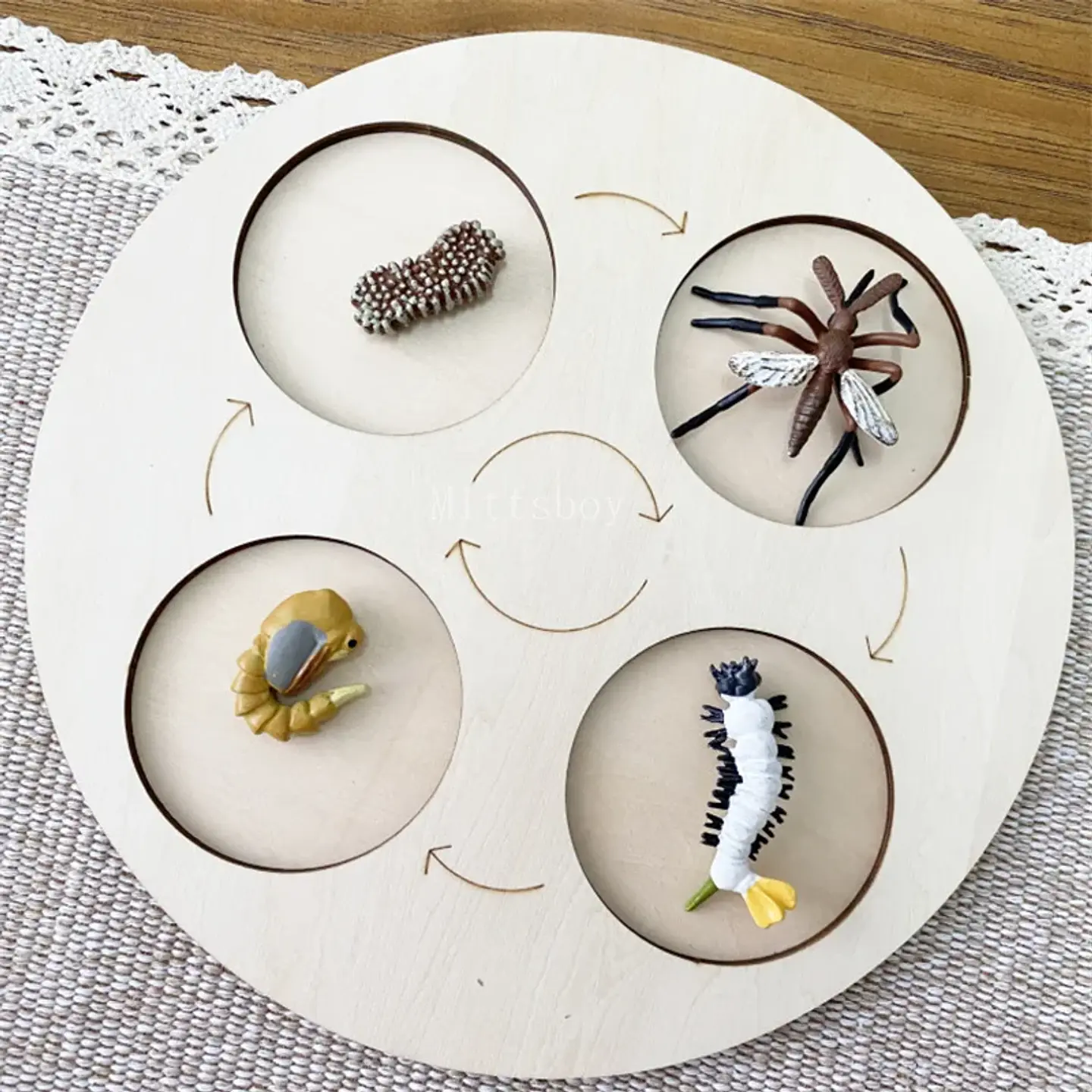Montessori life cycle le cycle de vie English Placa De Video Frog Butterfly Seeds Cyclus Bij Ant teaching aids Educationals Toys 24