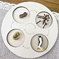 Montessori life cycle le cycle de vie English Placa De Video Frog Butterfly Seeds Cyclus Bij Ant teaching aids Educationals Toys - Thumbnail 24