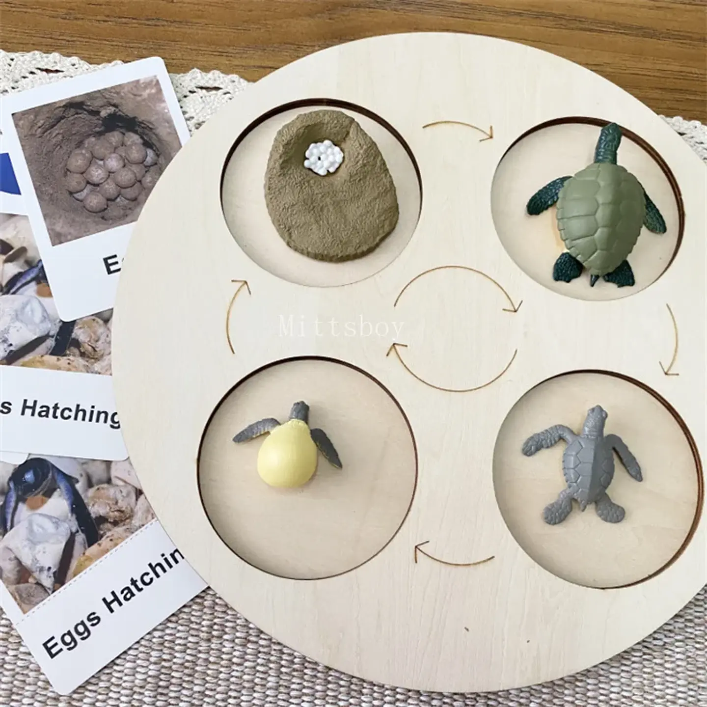 Montessori life cycle le cycle de vie English Placa De Video Frog Butterfly Seeds Cyclus Bij Ant teaching aids Educationals Toys 25
