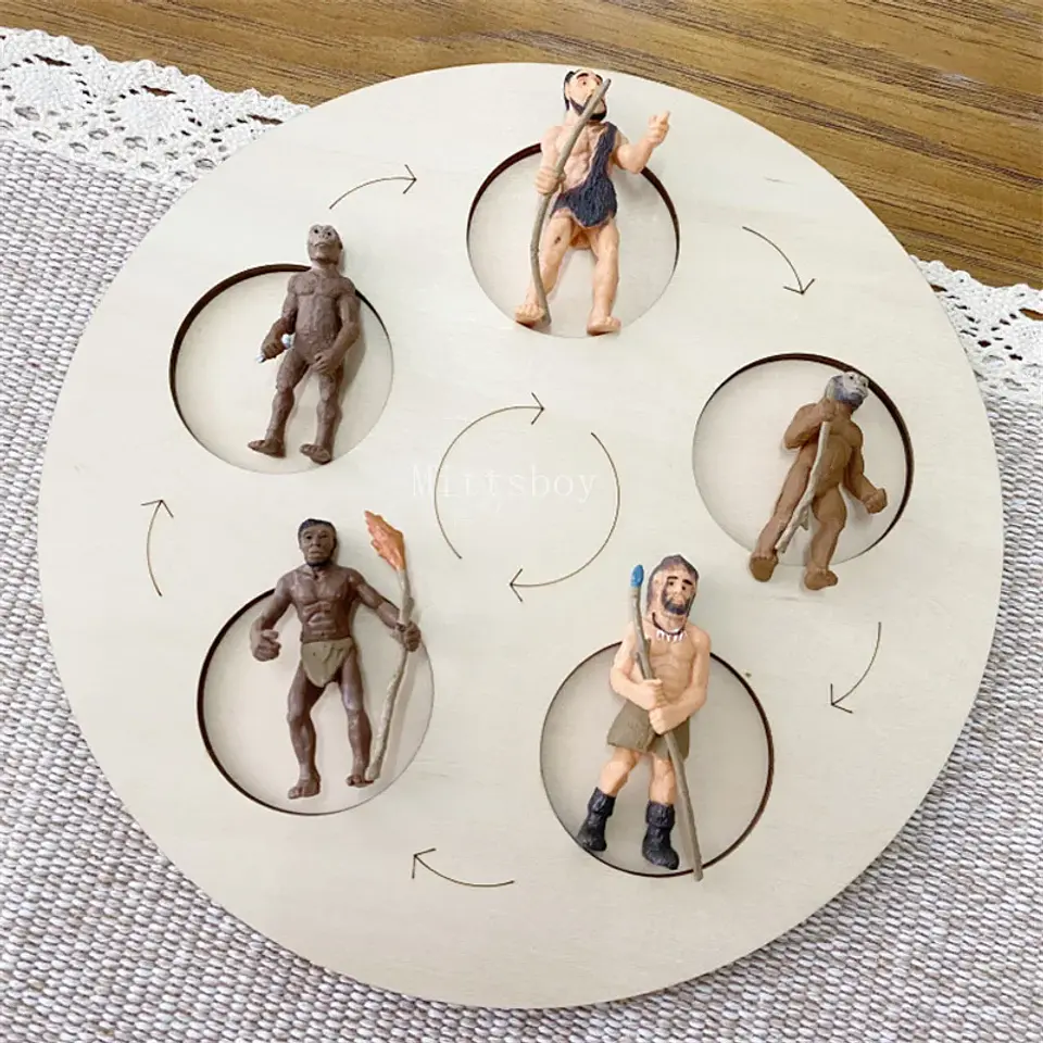 Montessori life cycle le cycle de vie English Placa De Video Frog Butterfly Seeds Cyclus Bij Ant teaching aids Educationals Toys 26