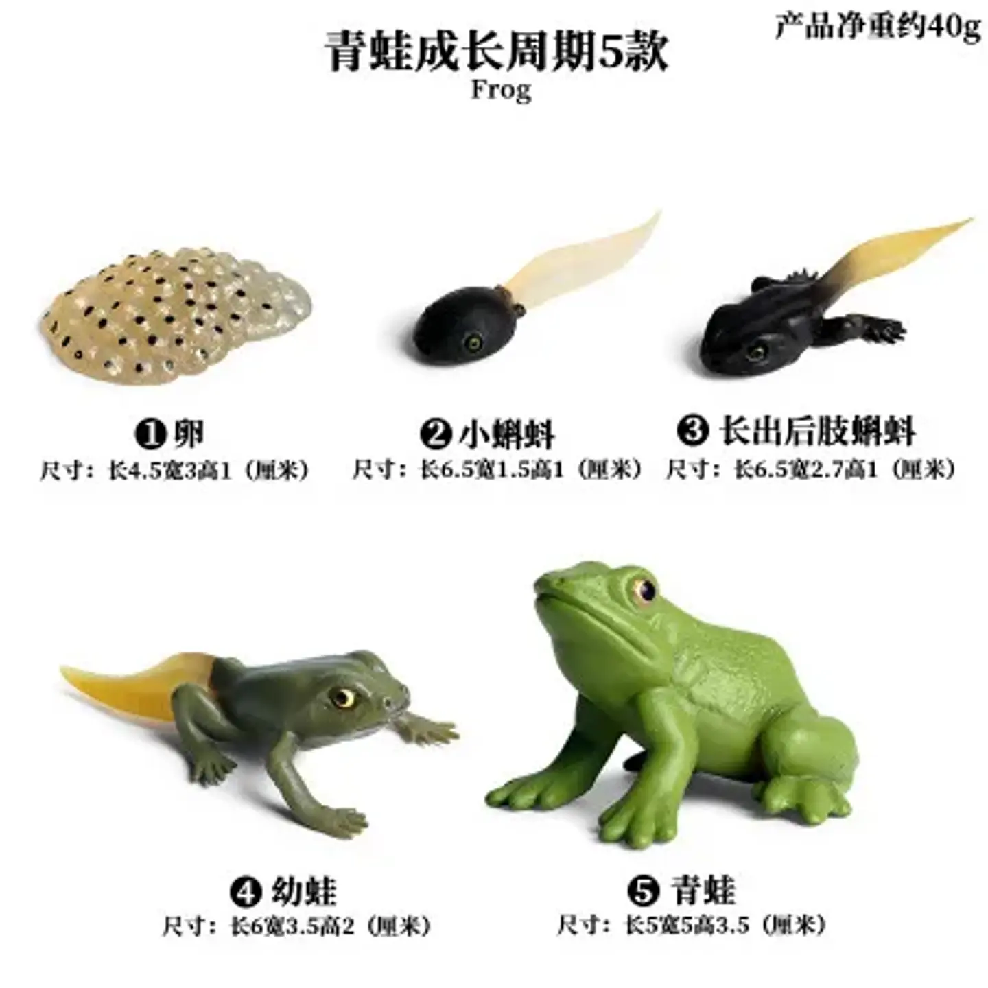 Montessori life cycle le cycle de vie English Placa De Video Frog Butterfly Seeds Cyclus Bij Ant teaching aids Educationals Toys 27
