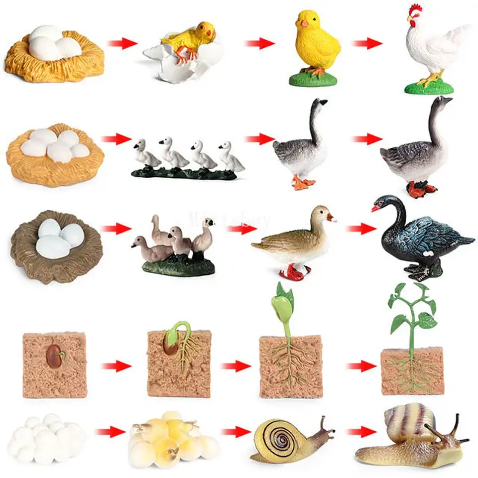 Montessori life cycle le cycle de vie English Placa De Video Frog Butterfly Seeds Cyclus Bij Ant teaching aids Educationals Toys 28