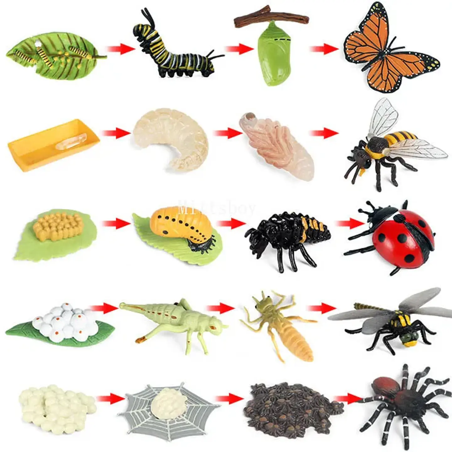 Montessori life cycle le cycle de vie English Placa De Video Frog Butterfly Seeds Cyclus Bij Ant teaching aids Educationals Toys 29