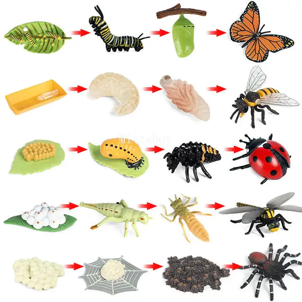 Montessori life cycle le cycle de vie English Placa De Video Frog Butterfly Seeds Cyclus Bij Ant teaching aids Educationals Toys 29