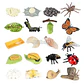 Montessori life cycle le cycle de vie English Placa De Video Frog Butterfly Seeds Cyclus Bij Ant teaching aids Educationals Toys - Thumbnail 30